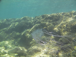 ハブクラゲ.jpg