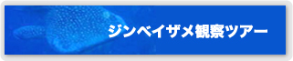 沖縄ジンベイザメツアー