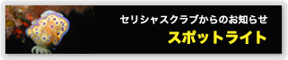 沖縄ダイビング情報